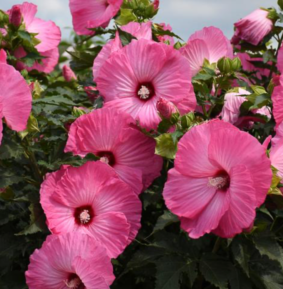 Hibiscus Airbrush Effect #2