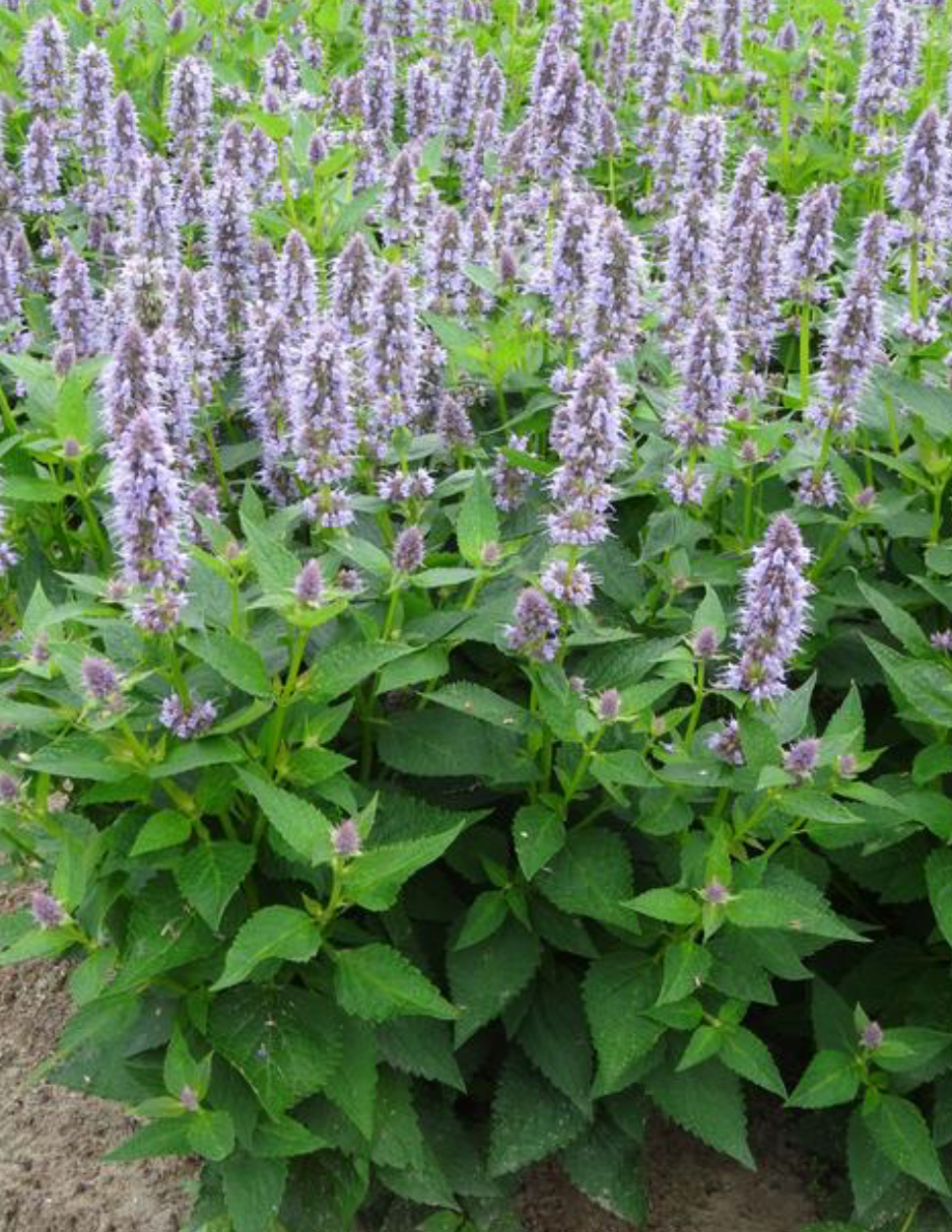 Agastache Blue Fortune #1