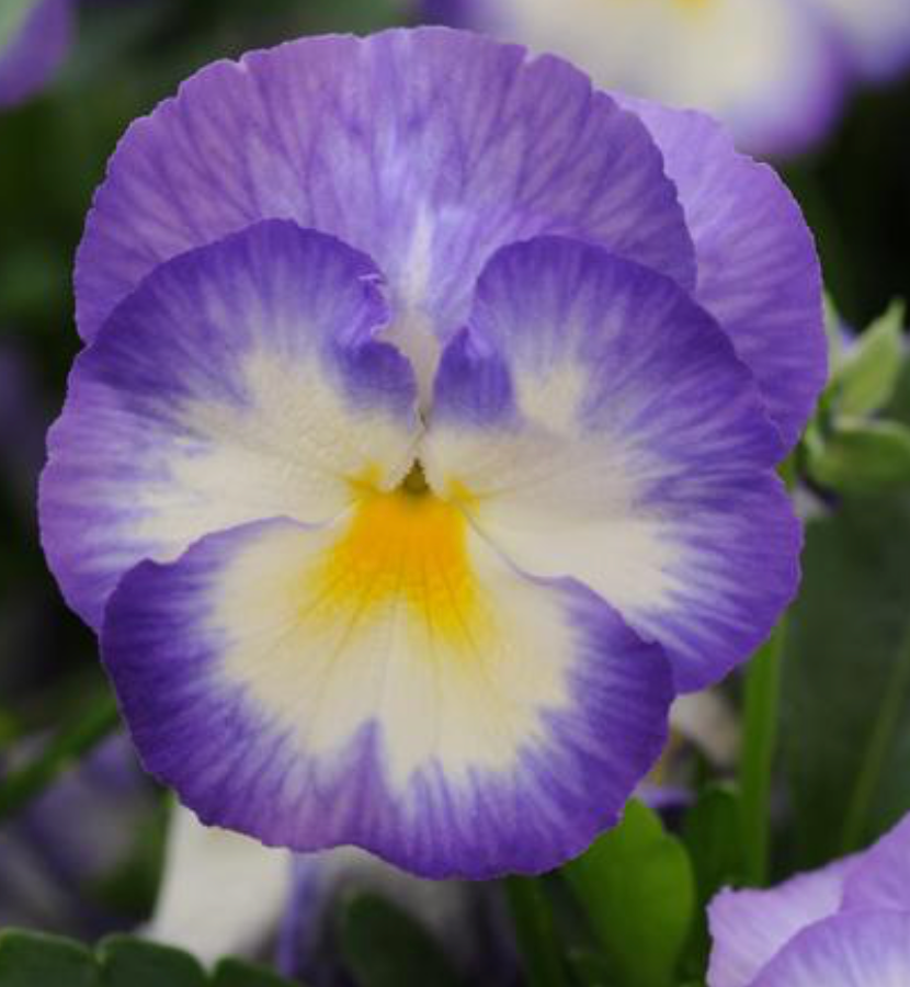 Viola Cornuta Halo Lilac #1