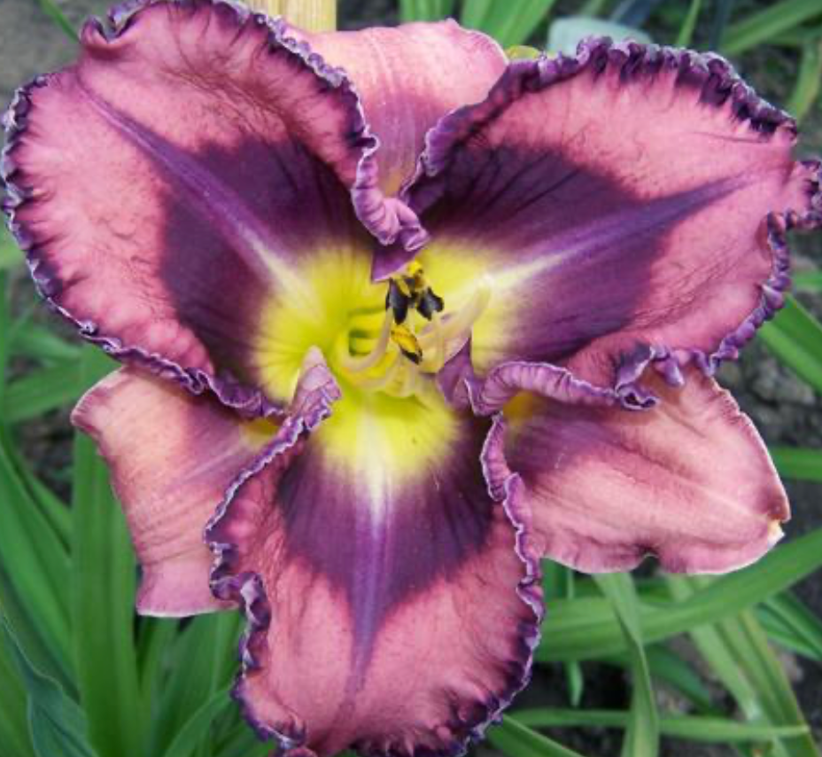 Hemerocallis You've Got Soul #1