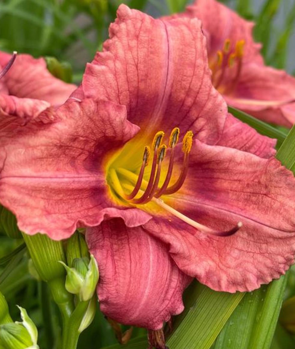 Hemerocallis Rosy Returns #1