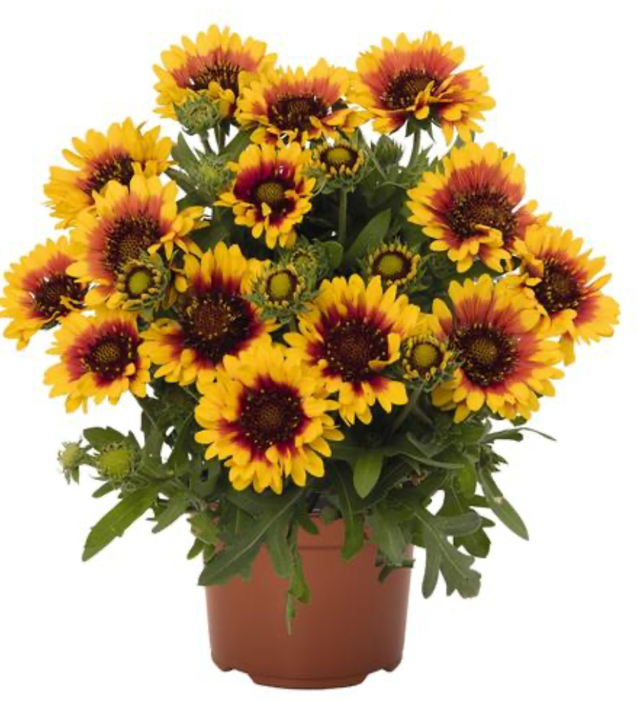 Gaillardia Spintop Red Starburst #1
