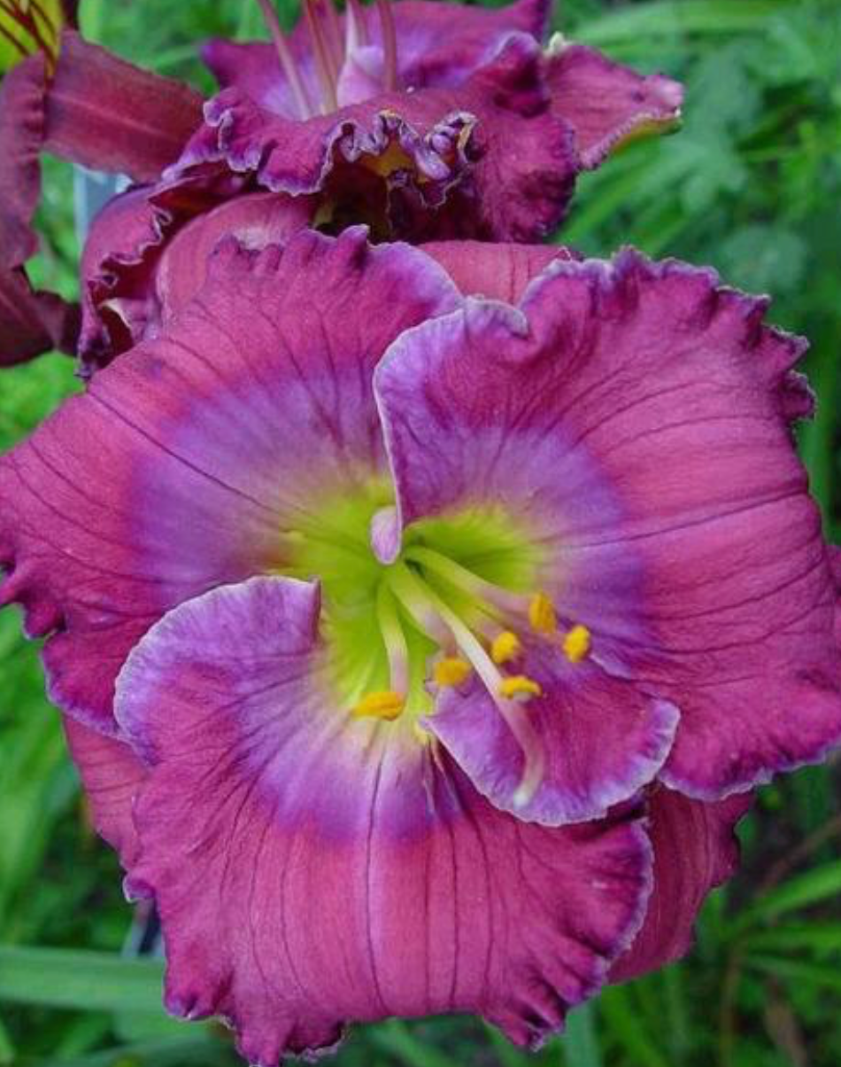 Hemerocallis Lavender Blue Baby #1