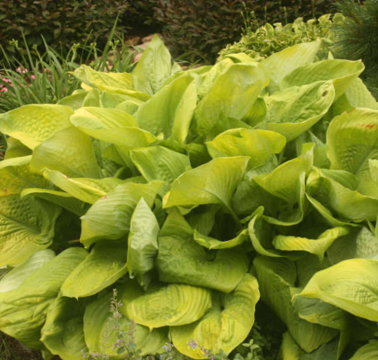 Hosta Sum & Substance #1