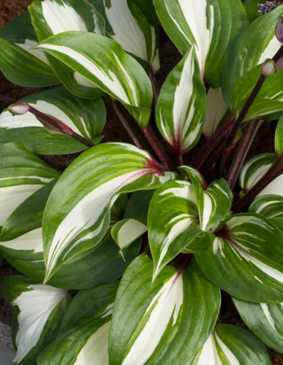 Hosta Raspberry Sundae #1