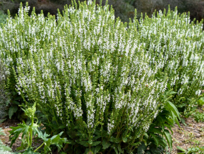 Salvia n. White Profusion #1
