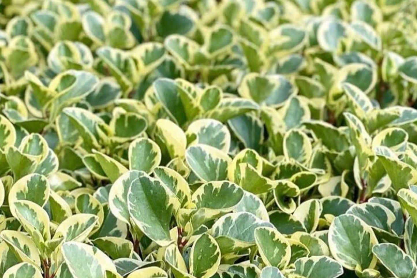 Peperomia Obtusifolia HB