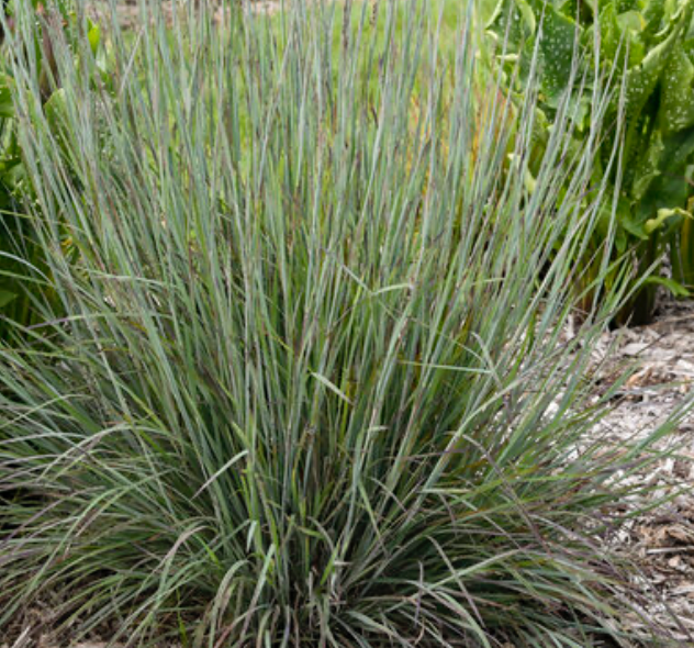 Schizachyrium Brush Strokes Bluestem #1