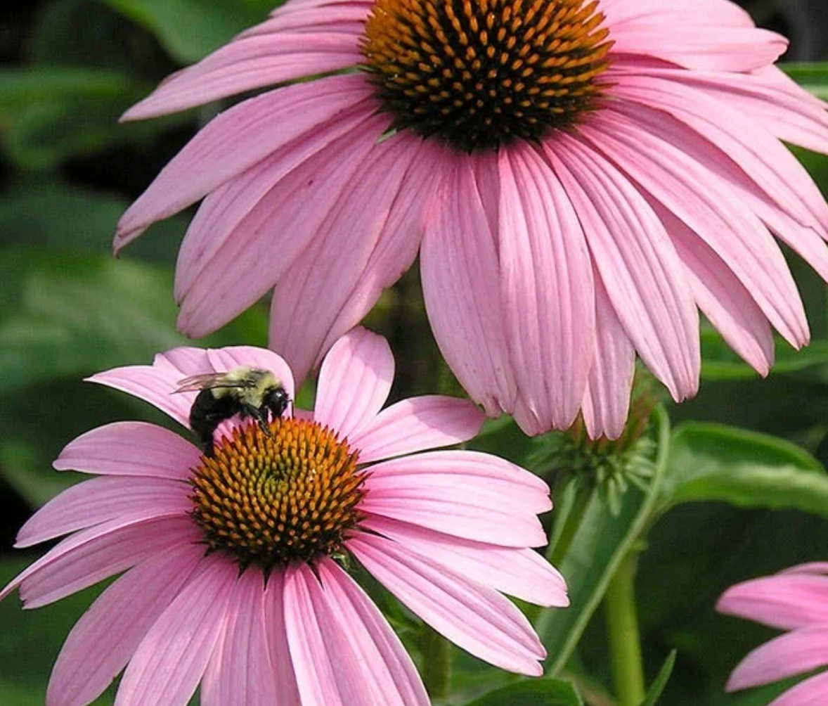 Cone Flower Magnus #1