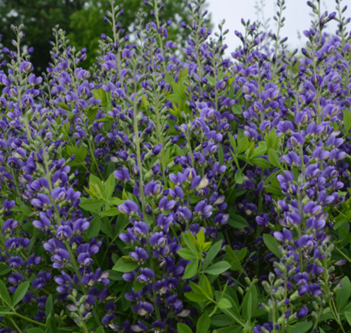 Baptisia Blueberry Sundae #1