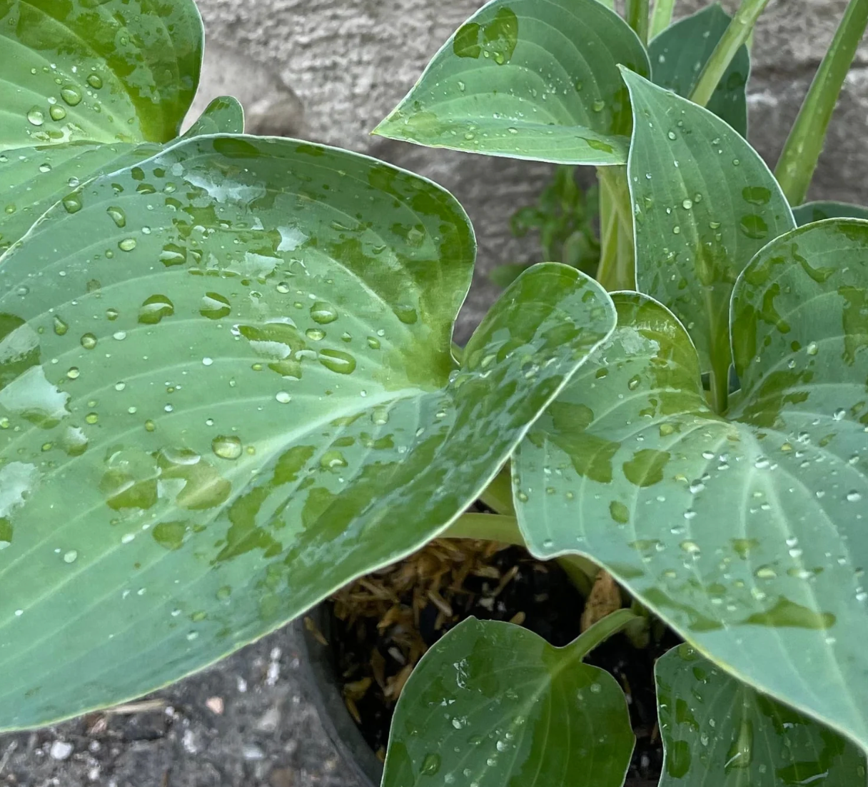 Hosta Blue Cadet #1