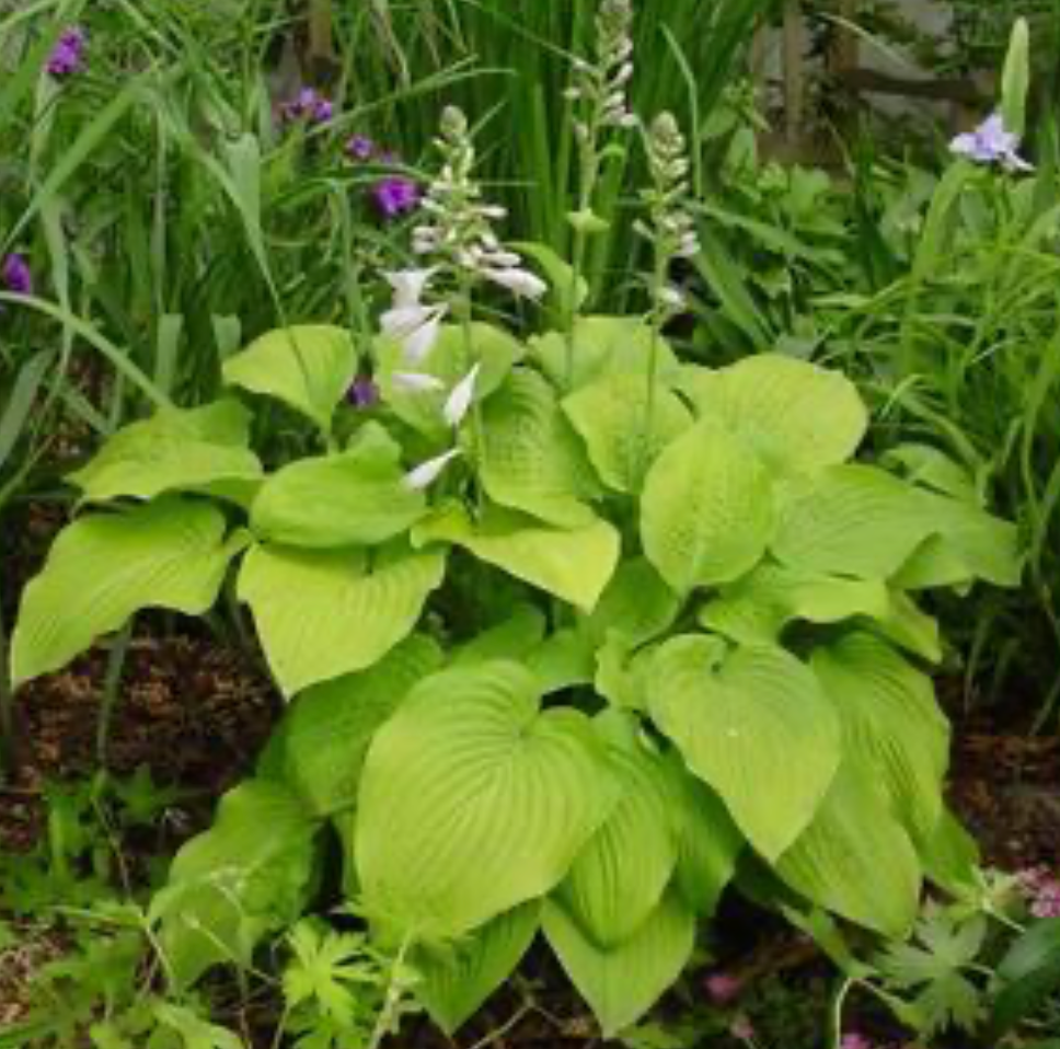 Hosta August Moon #1