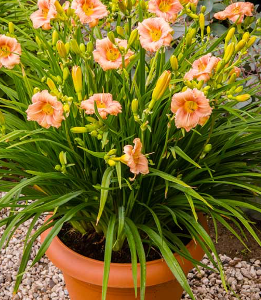 Hemerocallis 'Everydaylily Rose' Daylily #1