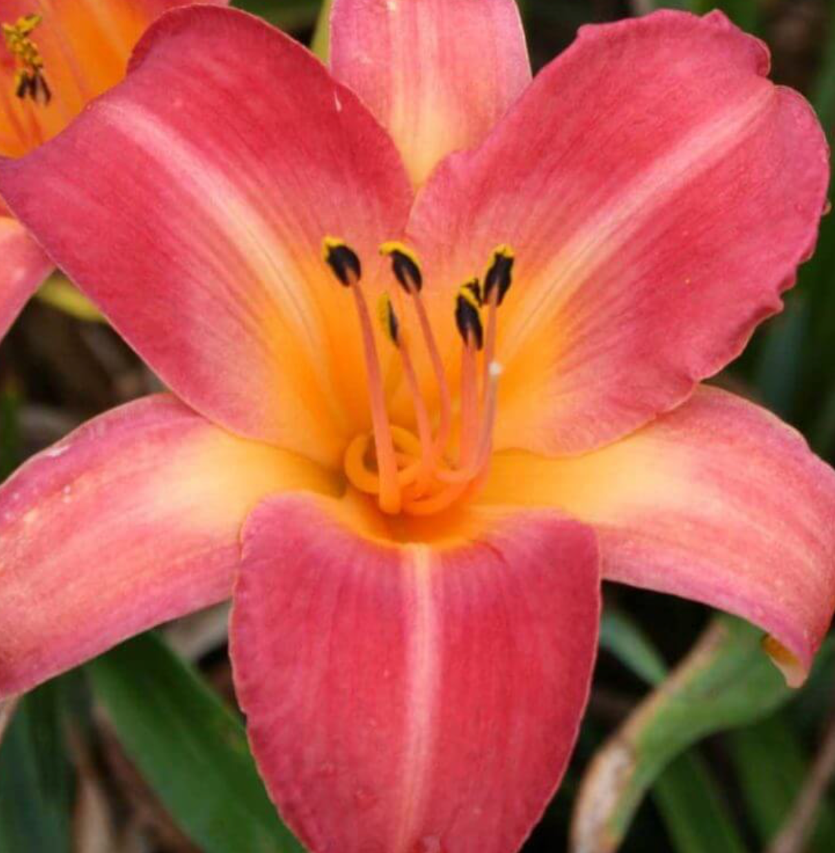 Hemerocallis 'Cherry Cheeks' Daylily #1