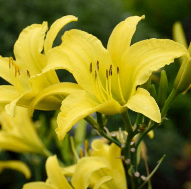 Hemerocallis 'Hyperion' Daylily #1