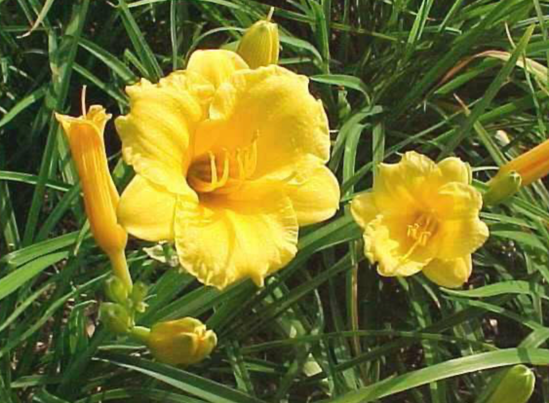Hemerocallis 'Stella D'Oro' #1