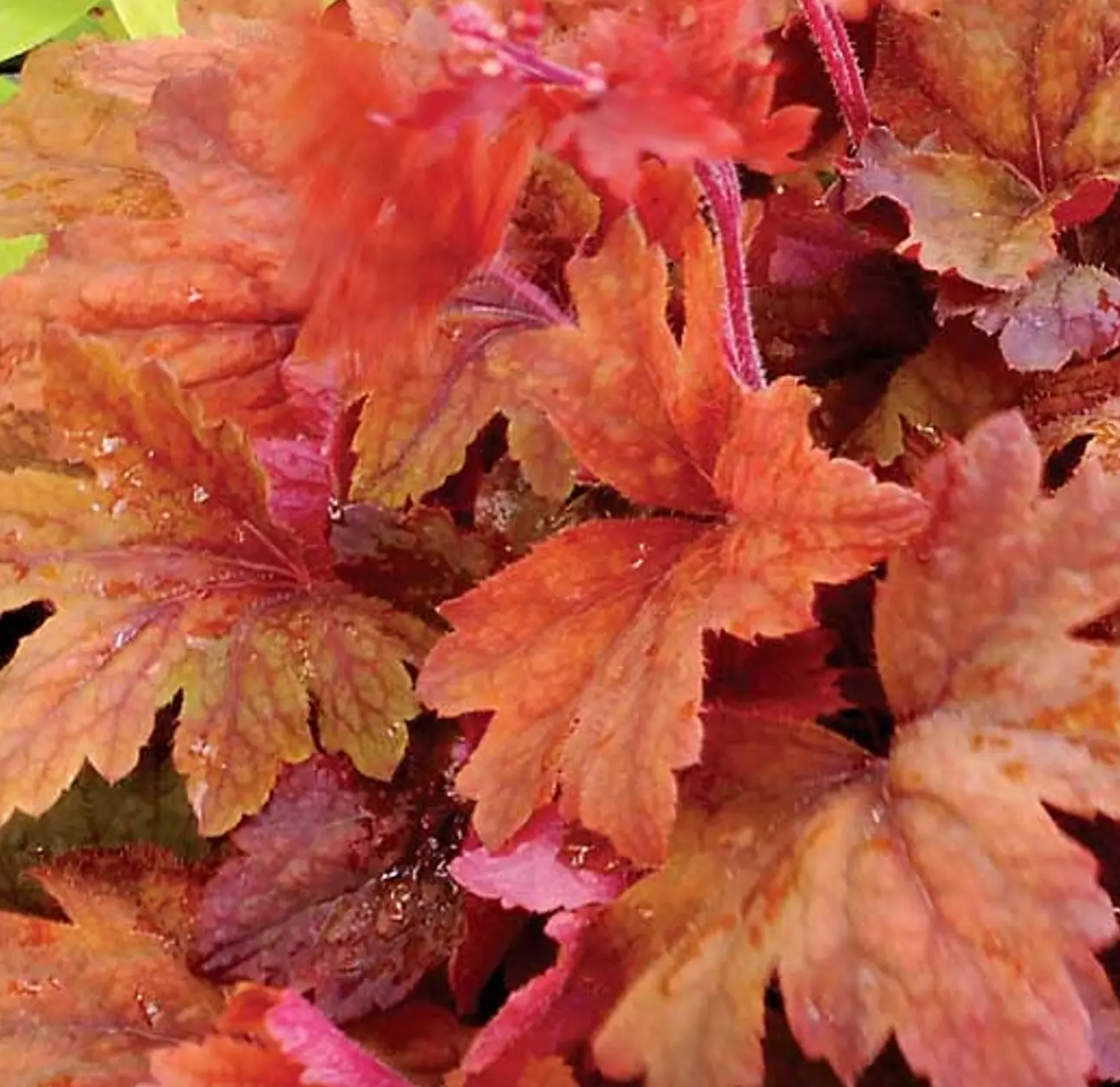 Heucherella Sweet Tea #1