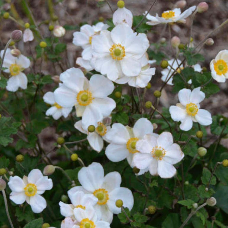 Anemone Honorine Jobert #1