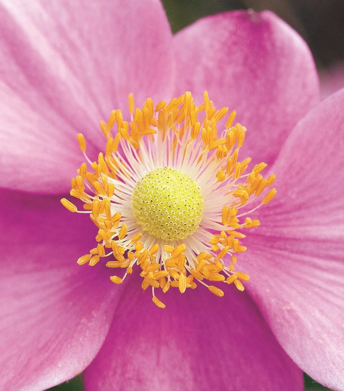 Anemone September Charm #1