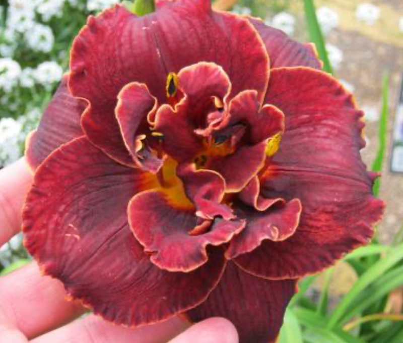 Hemerocallis 'Nightchild' Daylily #1
