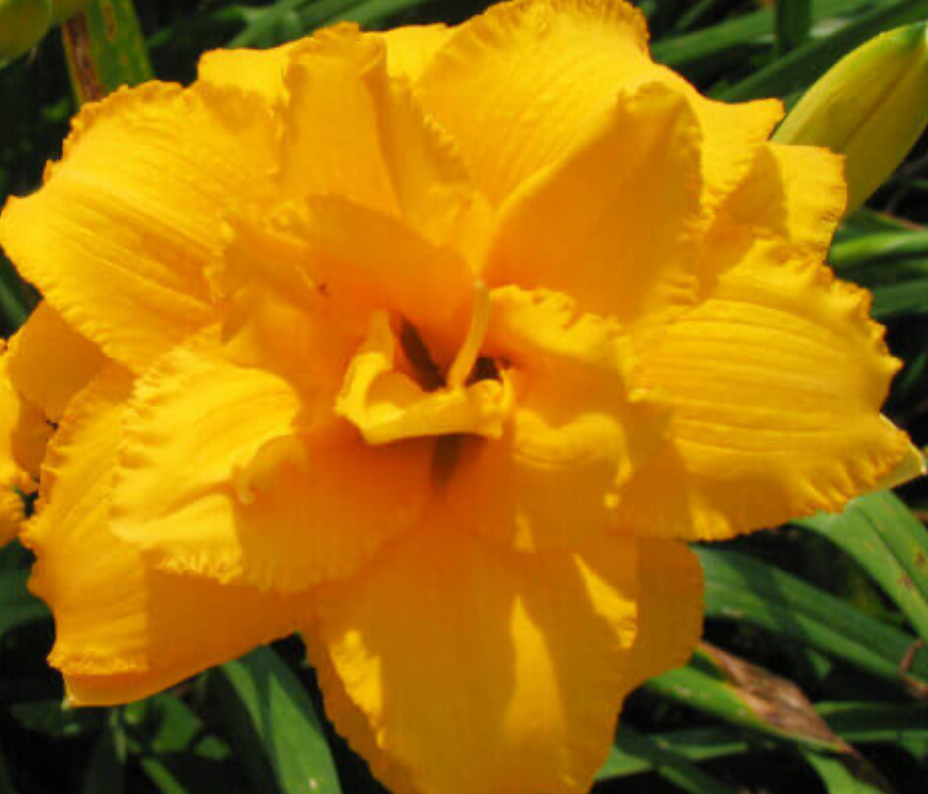 Hemerocallis 'Condilla' Daylily #1