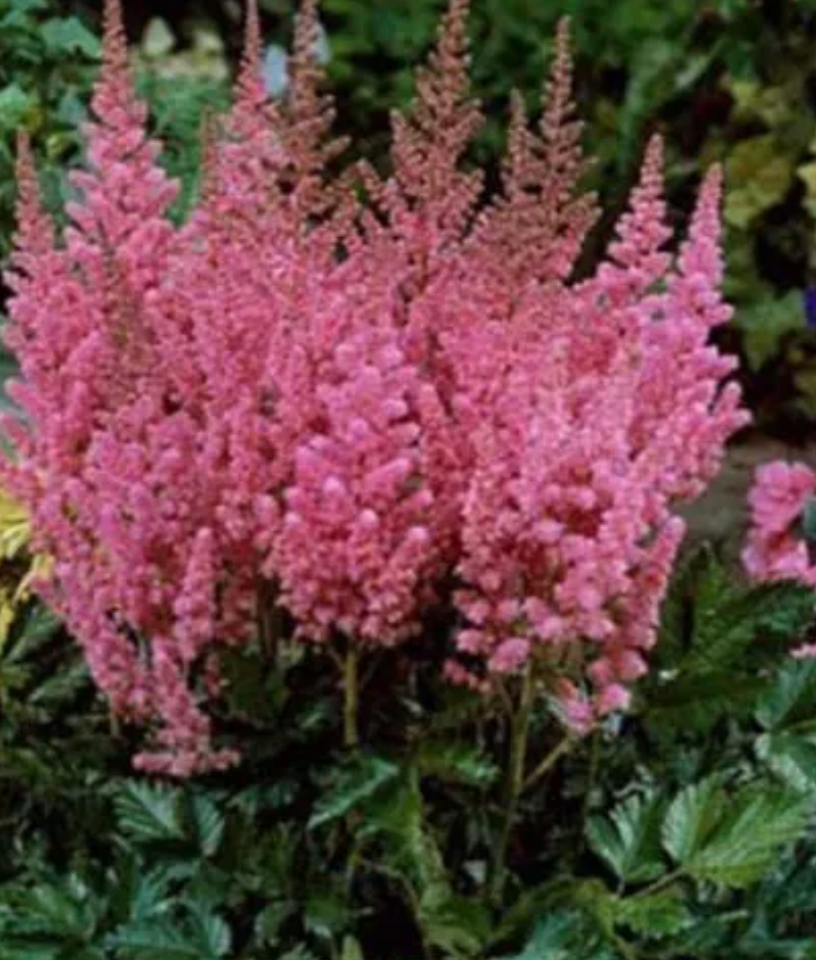 Astilbe Vision Pink #1