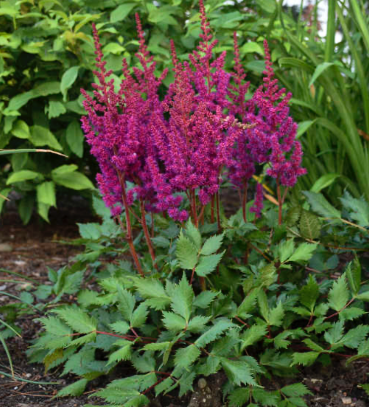 Astilbe Vision In Red #1