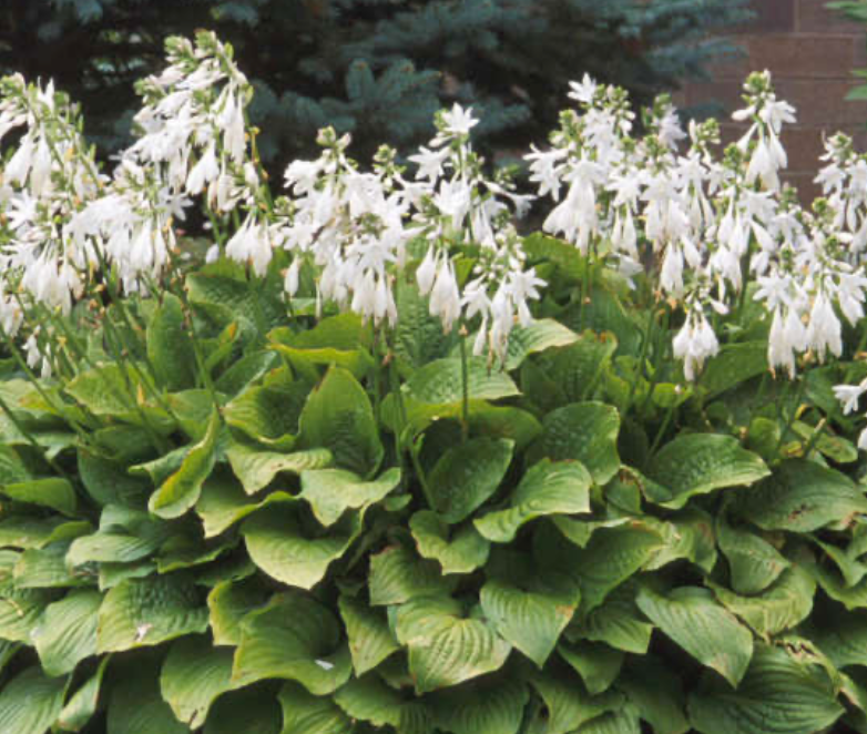 Hosta Royal Standard #3