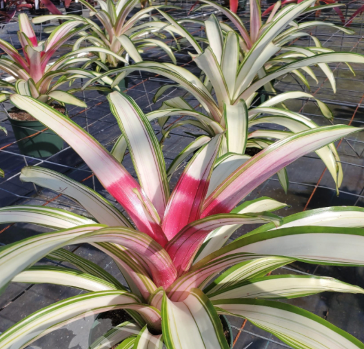 6" Guzmania Bromeliad (Varigated)