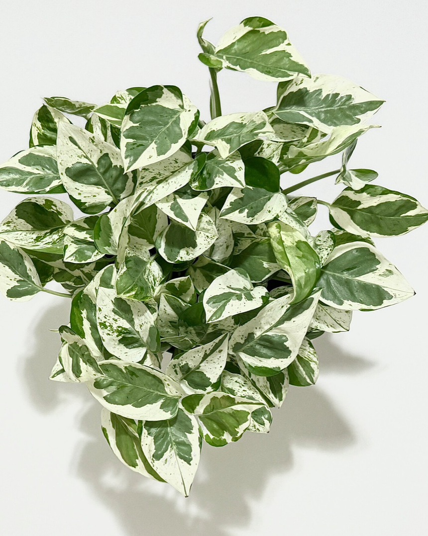N' Joy Pothos 6"