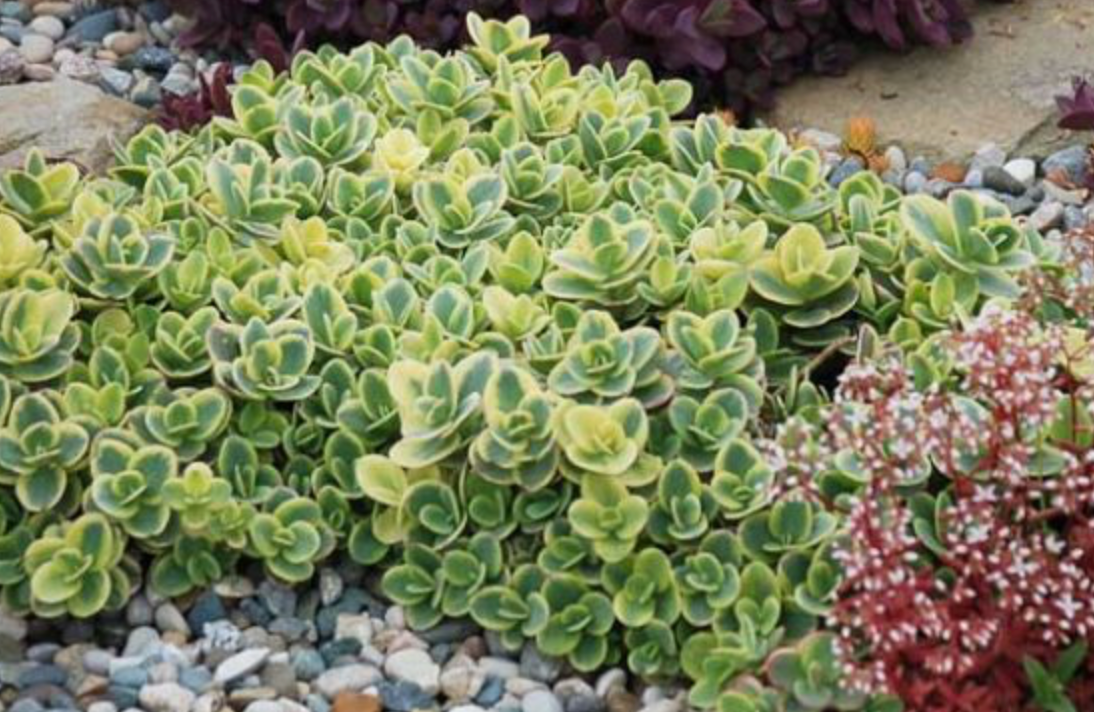 Sedum Lime Twister #1