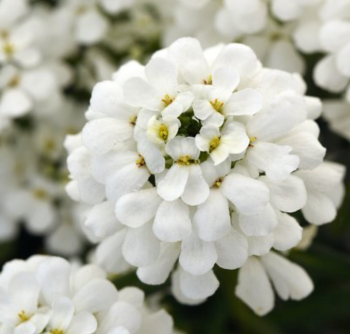 Candytuft Iris #1