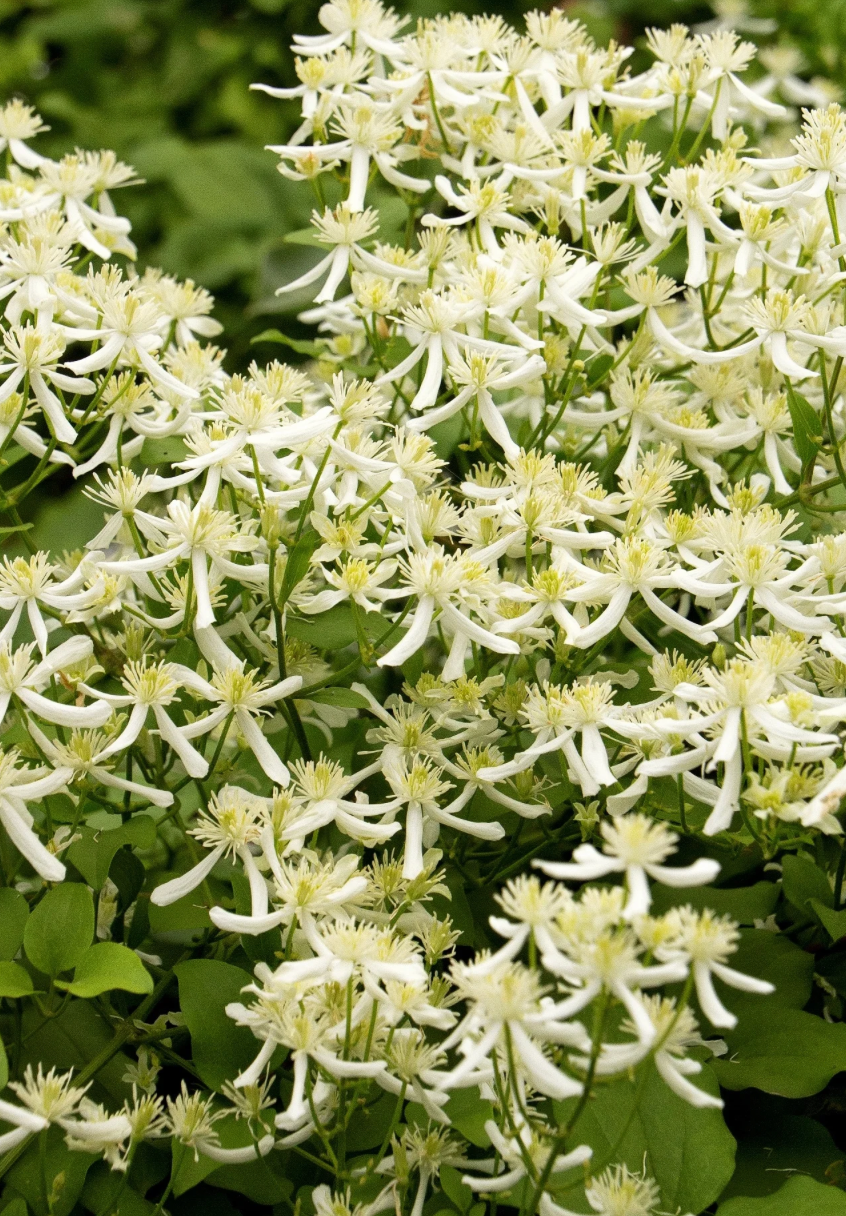 Clematis Sweet Autumn #1