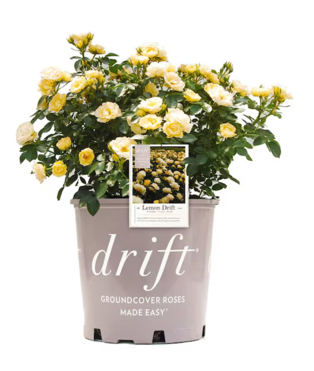 Drift Rose Lemon #2