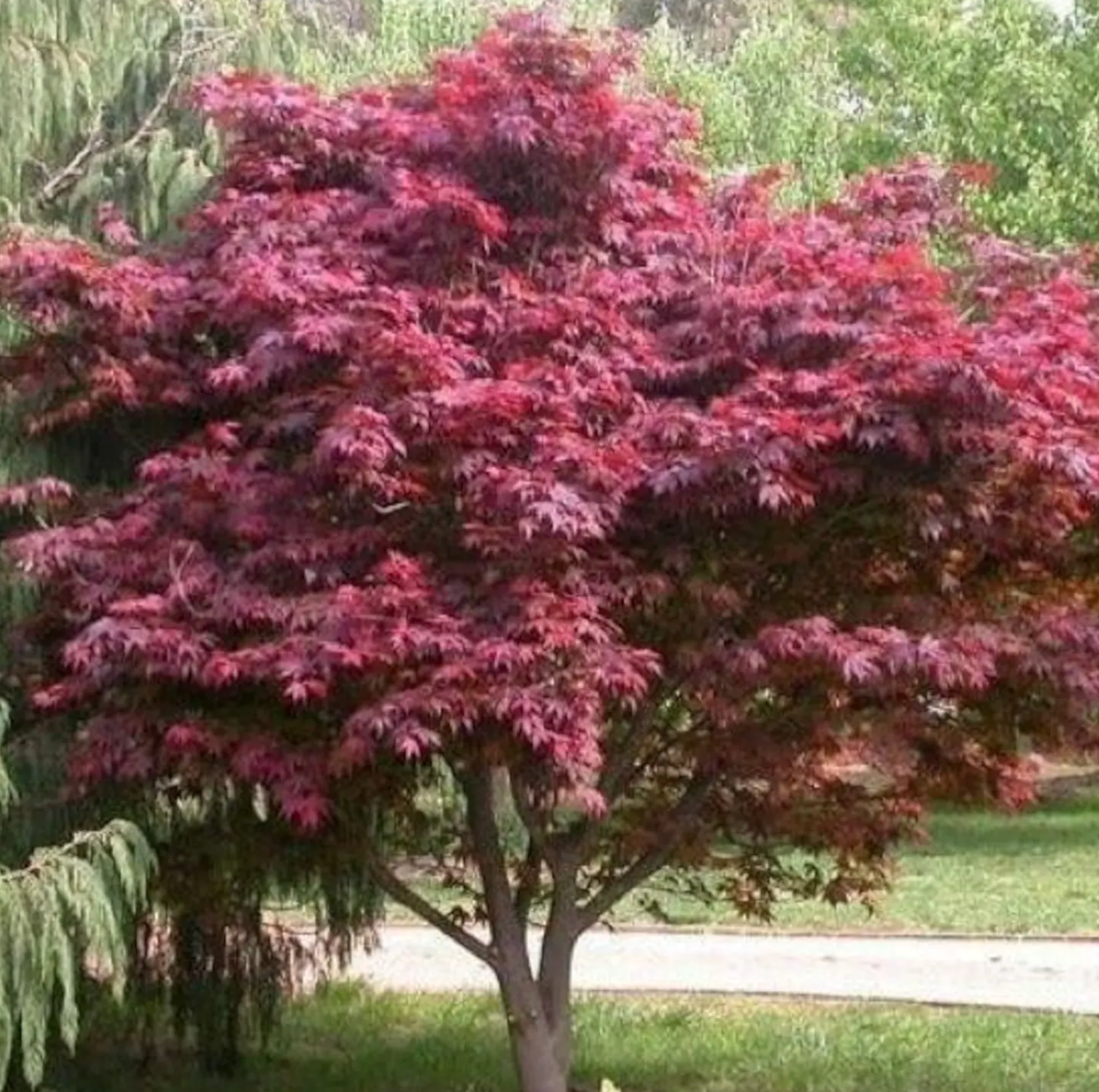 Acer Japanese Maple Red Emperor #15