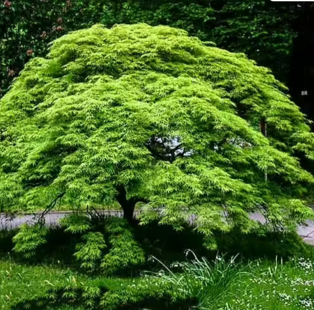 Acer Japanese Maple Viridis #5