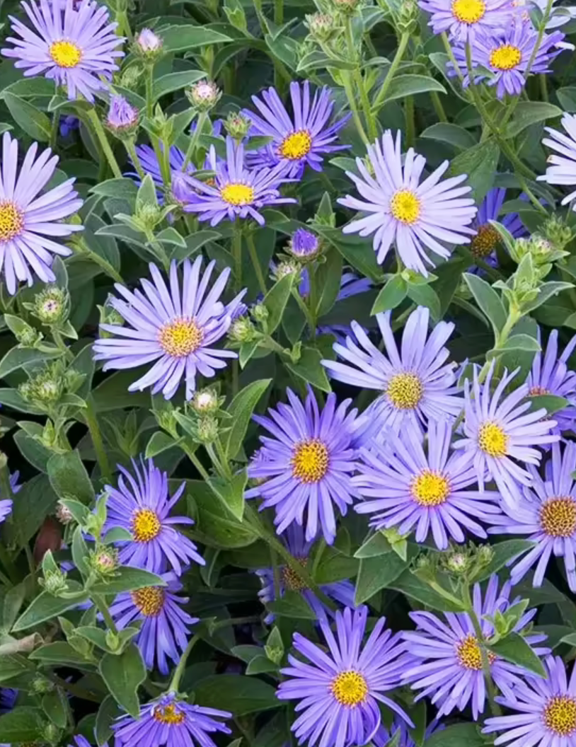 Aster 'Wood's Light Blue' #1