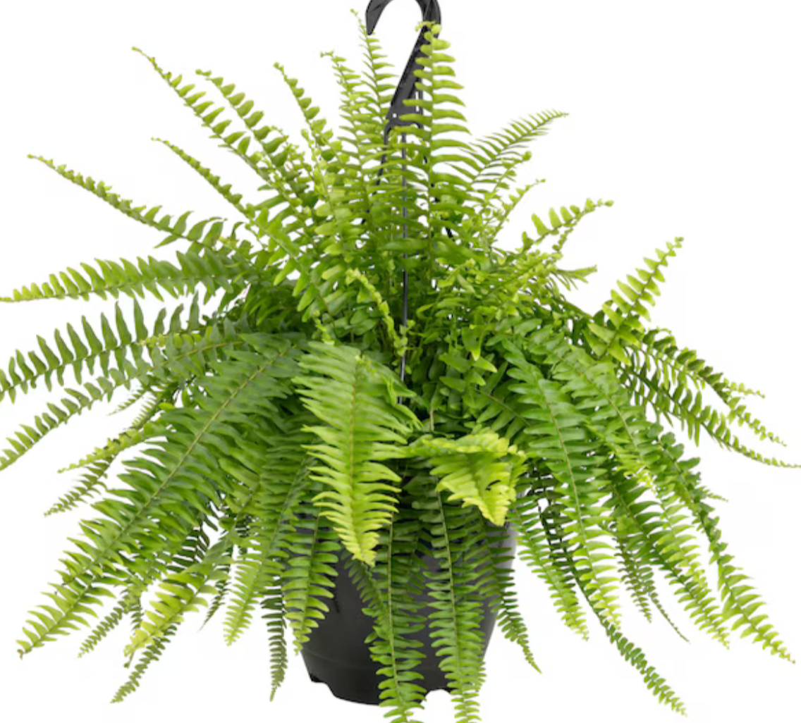 10" Hanging Emerald Queen Fern