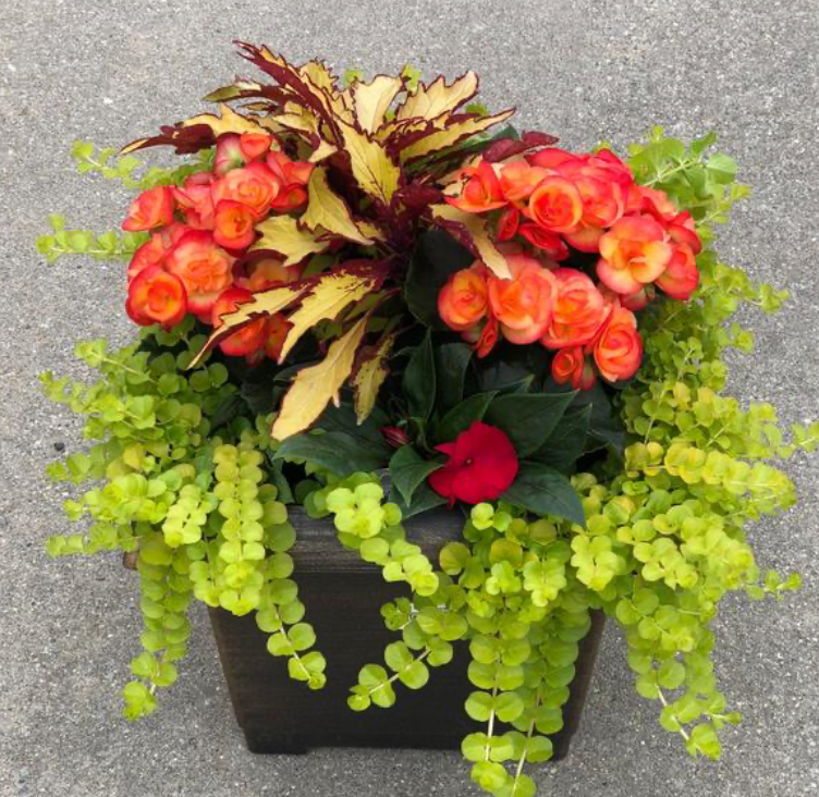 12" Patio Planter