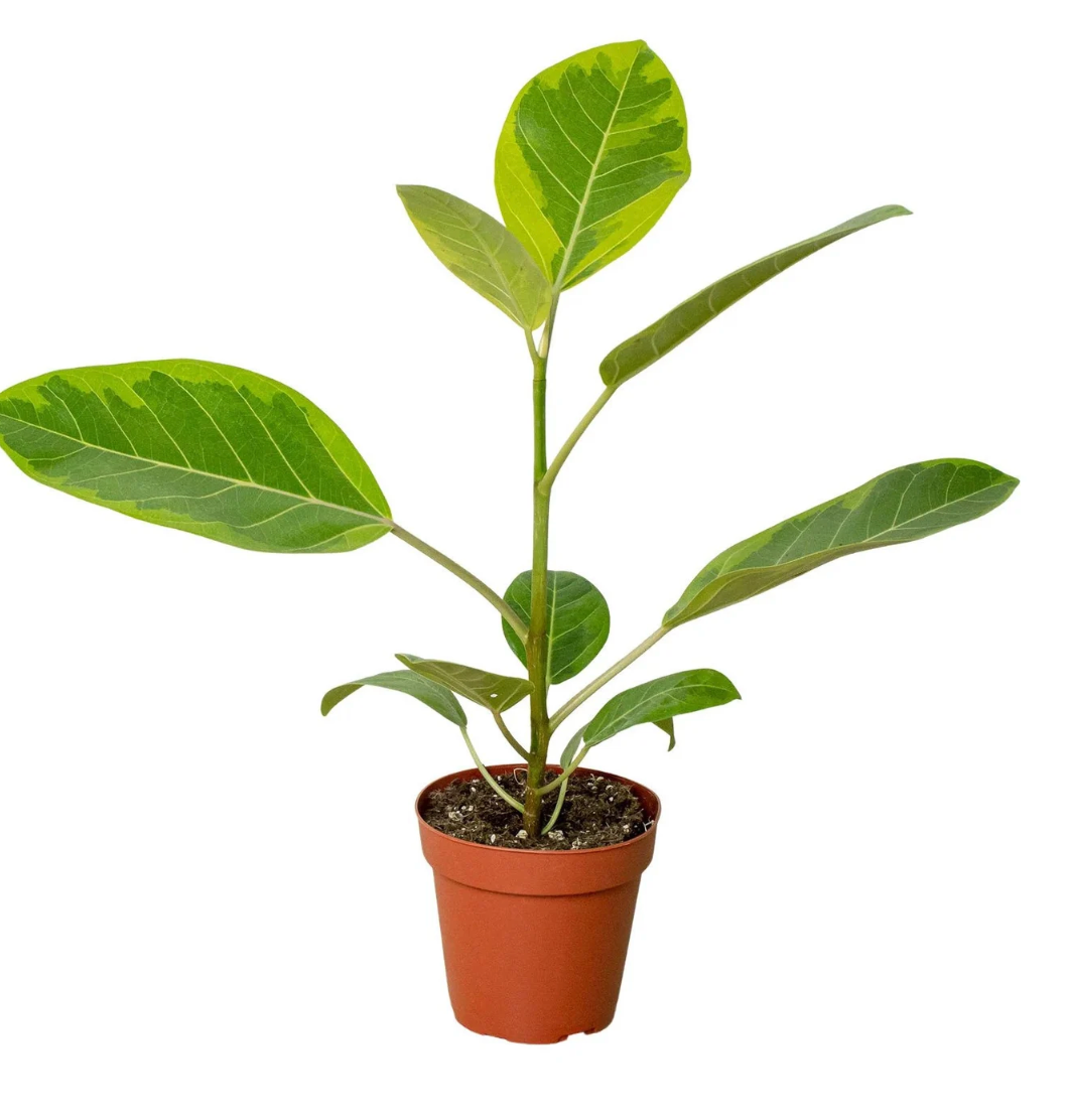 Ficus Altissima ‘Yellow Gem’ – 6” Pot