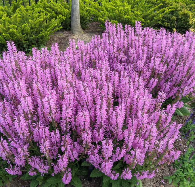Salvia 'Sensation® Pink' #1