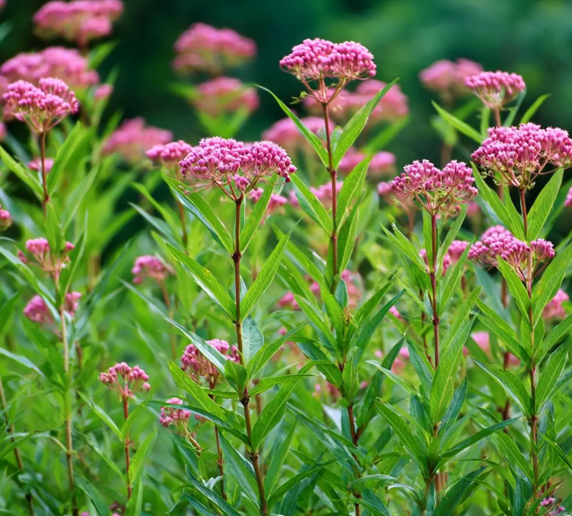 Swamp/Marsh Milkweed #1