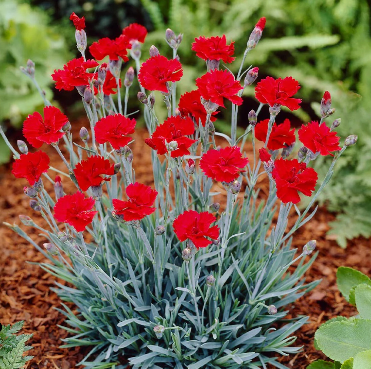 Dianthus Firestar Improved #1