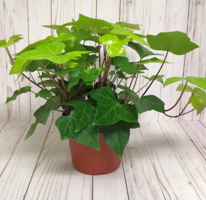 6" Algerian Ivy
