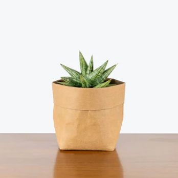 6" YaYa Snake Plant