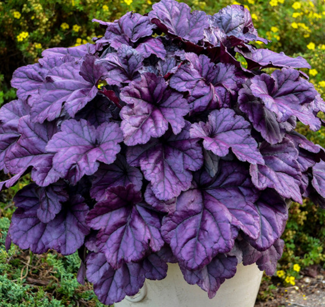 Heuchera Dolce 'Wildberry' #1