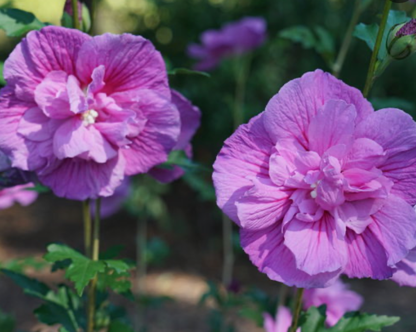 Hibiscus Dark Lavender Chiffon Rose of Sharon #3