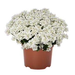 Iberis sempervirens 'White Shadow' #1