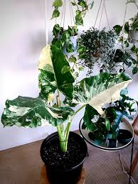 Macrorrhiza Varigated Alocasia