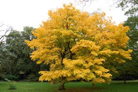 Yellowwood